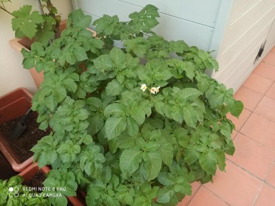 1.jpg (106.39 KiB) Osservato 1021 volte 1.jpg