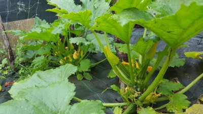 zucchine1.jpg (114.59 KiB) Osservato 512 volte zucchine1.jpg