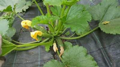 zucchine2.jpg (131.25 KiB) Osservato 512 volte zucchine2.jpg