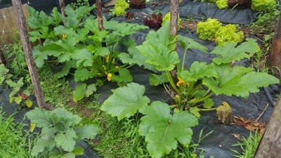 zucchine3.jpg (143 KiB) Osservato 512 volte zucchine3.jpg