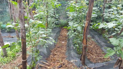 datterini1.jpg (169.86 KiB) Osservato 621 volte datterini1.jpg