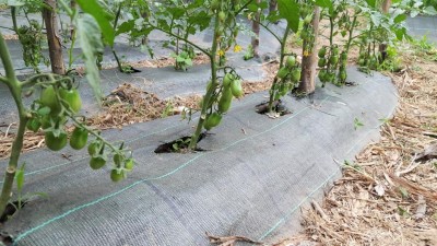 datterini2.jpg (153.84 KiB) Osservato 621 volte datterini2.jpg