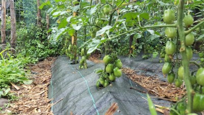 datterini3.jpg (161.62 KiB) Osservato 621 volte datterini3.jpg