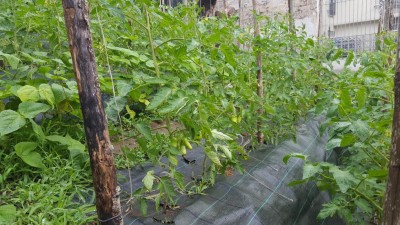 san_marzano1.jpg (149.77 KiB) Osservato 620 volte san_marzano1.jpg