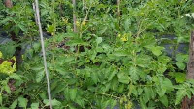 san_marzano3.jpg (147.64 KiB) Osservato 620 volte san_marzano3.jpg