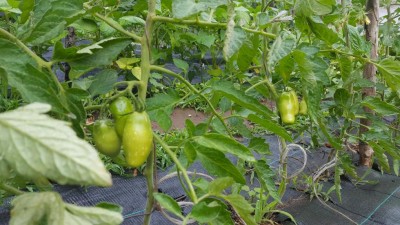 san_marzano4.jpg (121.48 KiB) Osservato 620 volte san_marzano4.jpg