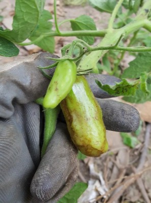 malato1.jpg (88.05 KiB) Osservato 619 volte malato1.jpg