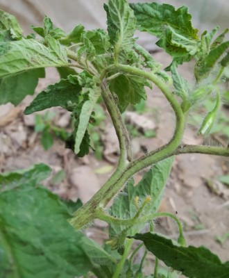 malato2.jpg (94.16 KiB) Osservato 619 volte malato2.jpg