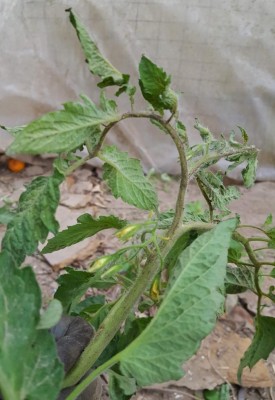 malato3.jpg (81.1 KiB) Osservato 619 volte malato3.jpg