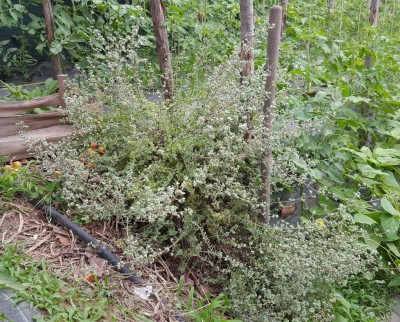 maggiorana1.jpg (267 KiB) Osservato 619 volte maggiorana1.jpg