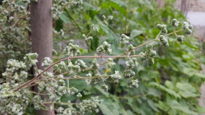 maggiorana2.jpg (83.68 KiB) Osservato 619 volte maggiorana2.jpg