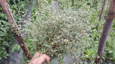 maggiorana3.jpg (159.49 KiB) Osservato 619 volte maggiorana3.jpg