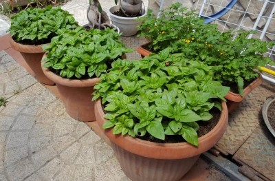 vasi1.jpg (150.89 KiB) Osservato 618 volte vasi1.jpg