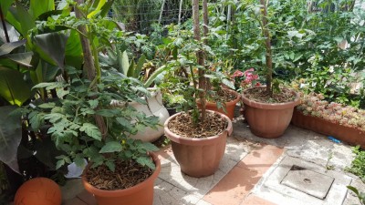 vasi2.jpg (150 KiB) Osservato 618 volte vasi2.jpg