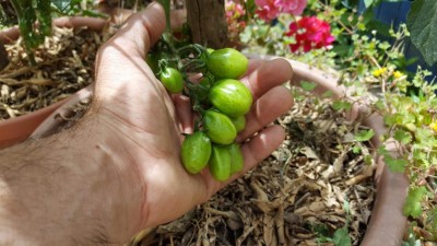 vasi3.jpg (88.23 KiB) Osservato 618 volte vasi3.jpg