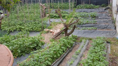 orto1.jpg (164.24 KiB) Osservato 616 volte orto1.jpg