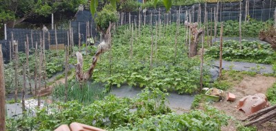 orto2.jpg (148.61 KiB) Osservato 616 volte orto2.jpg