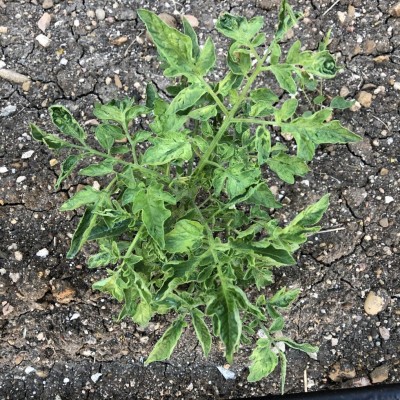 IMG_6244.JPG (292.67 KiB) Osservato 645 volte IMG_6244.JPG