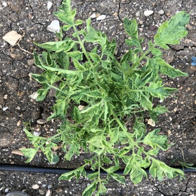 IMG_6245.JPG (260.05 KiB) Osservato 645 volte IMG_6245.JPG