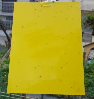 trappole_2.jpg (51.48 KiB) Osservato 536 volte trappole_2.jpg