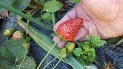 fragole_1.jpg (101.86 KiB) Osservato 528 volte fragole_1.jpg