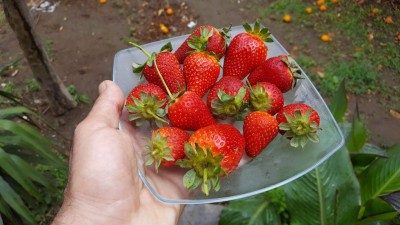 fragole_3.jpg (83.4 KiB) Osservato 528 volte fragole_3.jpg