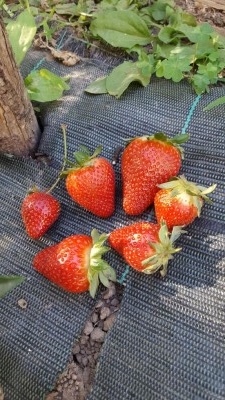 fragole Piscaturiello ( Osservato 23 volte ).JPG fragole Piscaturiello ( Osservato 23 volte ).JPG