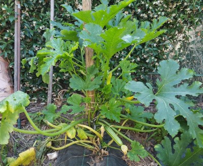 zucchine1.jpg (225.48 KiB) Osservato 627 volte zucchine1.jpg