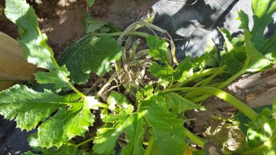 zucchine2.jpg (132.13 KiB) Osservato 627 volte zucchine2.jpg