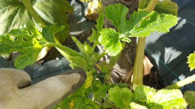 zucchine3.jpg (95.91 KiB) Osservato 627 volte zucchine3.jpg