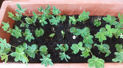 11.jpg (108.95 KiB) Osservato 871 volte 11.jpg