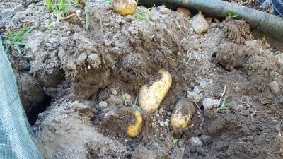 patate_2.jpg (179.44 KiB) Osservato 544 volte patate_2.jpg