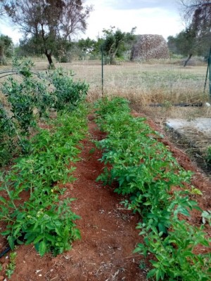 Pomodori del contadino, generosissimi, molto produttivi, sapore dolce, aspetterò che maturino bene e poi farò qualche barattolino di salsa / Piante pomodori.jpg Piante pomodori.jpg