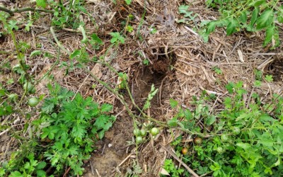 20200830_175757.jpg (196.42 KiB) Osservato 976 volte 20200830_175757.jpg