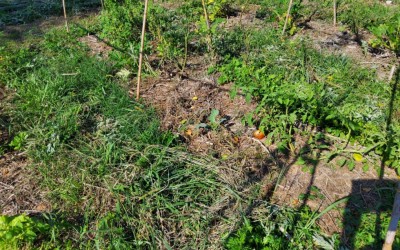 20200915_111824.jpg (215.53 KiB) Osservato 976 volte 20200915_111824.jpg