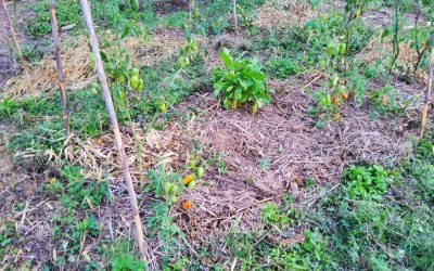 20200919_184103.jpg (220.5 KiB) Osservato 976 volte 20200919_184103.jpg