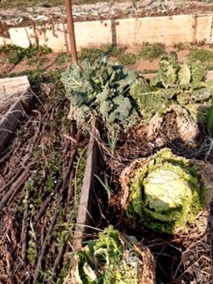 20210308_153600 foto Stail (osservato 25 volte).JPG 20210308_153600 foto Stail (osservato 25 volte).JPG