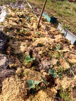 20210308_153624foto Stail (osservato 25 volte).JPG 20210308_153624foto Stail (osservato 25 volte).JPG