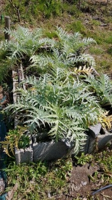 Commento file: Carciofi mammarelle, stanno cacciando anche i primi carciofini / 20210331_132220.JPG 20210331_132220.JPG