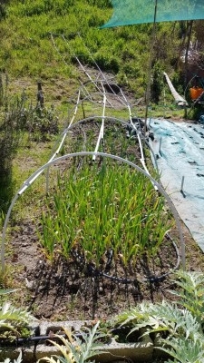 Commento file: Aiuola con agli, cipolle, porri e spinaci / 20210331_132235.JPG 20210331_132235.JPG