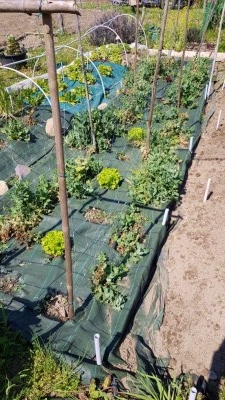 Commento file: Piselli incriminati, si riprenderanno? / 20210331_134443.JPG 20210331_134443.JPG