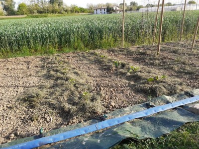 Peperoncini e melanzane / 20210509_183457.jpg 20210509_183457.jpg