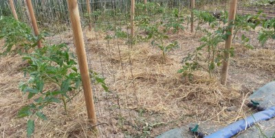 20210602_213403.jpg (168.21 KiB) Osservato 1128 volte 20210602_213403.jpg