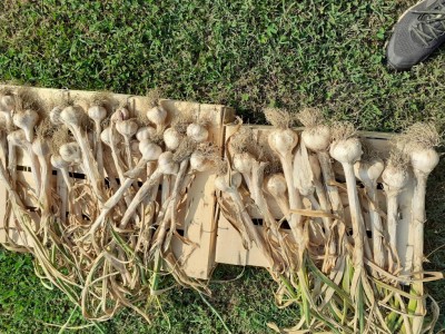 20210617_165645.jpg (251.15 KiB) Osservato 1038 volte 20210617_165645.jpg