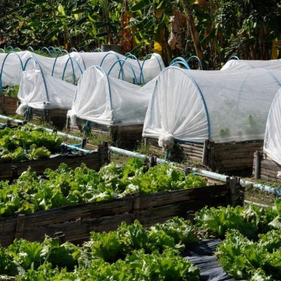 rete-anti-insetto-696x696.jpg (159.91 KiB) Osservato 1525 volte rete-anti-insetto-696x696.jpg