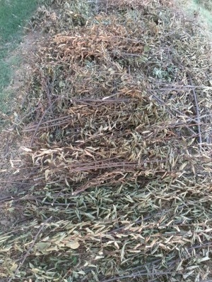 20210905_193021.JPG 20210905_193021.JPG