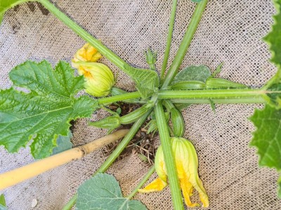 20220508_183642.jpg (204.54 KiB) Osservato 1714 volte 20220508_183642.jpg