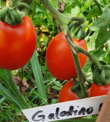 20210801_092924.jpg (107.17 KiB) Osservato 490 volte 20210801_092924.jpg