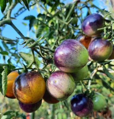 1. Bosque Booble  Bee.jpg (134.52 KiB) Osservato 490 volte 1. Bosque Booble  Bee.jpg