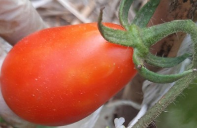 1. Mola di Bari.jpg (52.74 KiB) Osservato 451 volte 1. Mola di Bari.jpg